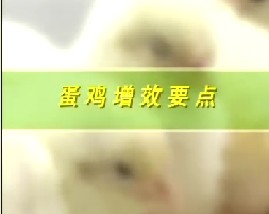 科学养鸡--蛋鸡增效要点