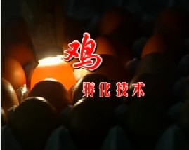 科学养鸡--鸡孵化技术