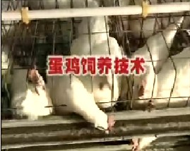 蛋鸡饲养技术