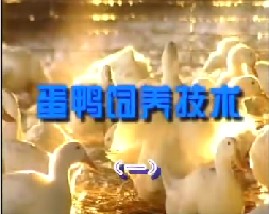 蛋鸭饲养技术（一）