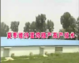 夏季维持蛋鸡稳产高产技术
