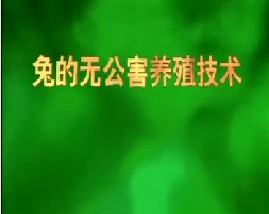 兔的无公害养殖技术