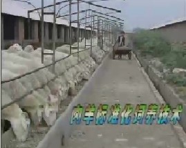 肉羊标准化饲养技术