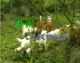 肉用山羊人工受精技术