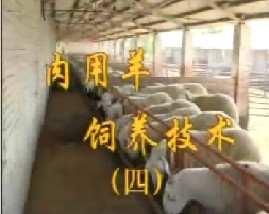 肉用羊饲养技术（四、五）