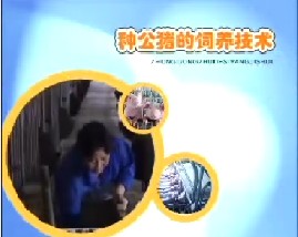 种公猪的饲养技术