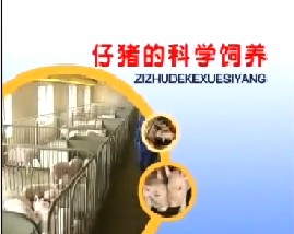 仔猪的科学饲养