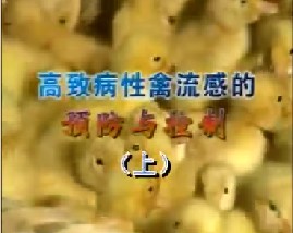 高致病性禽流感的预防与控制(上）
