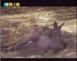 十大懒惰动物