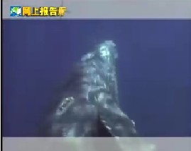 十大吵闹动物