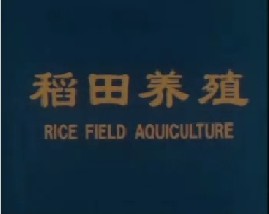 稻田养殖