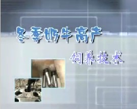 冬季奶牛高产饲养技术