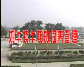 奶牛犊牛期的饲养管理