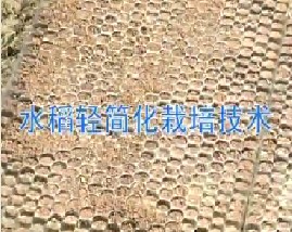 水稻轻简化栽培技术