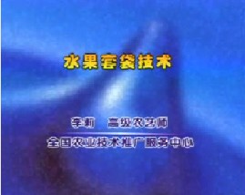 水果套袋技术