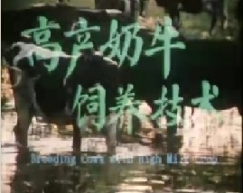 高产奶牛饲养技术