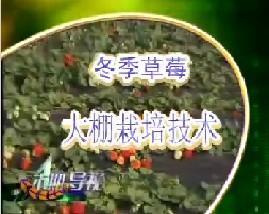 冬季草莓大棚栽培技术