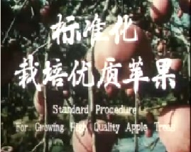 标准化栽培优质苹果