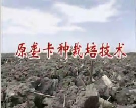 原垄卡种栽培技术