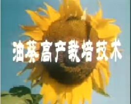 油葵高产栽培技术