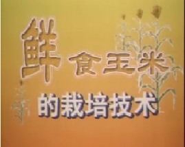 鲜食玉米的栽培技术