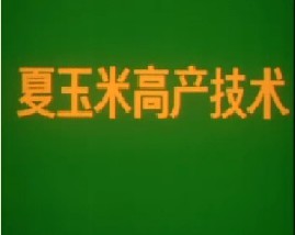 夏玉米高产技术