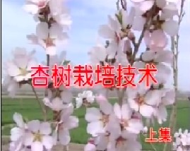杏树栽培技术（上）