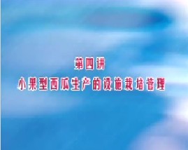 小果型西瓜栽培技术（四）