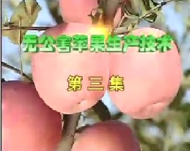 无公害苹果生产技术（三）