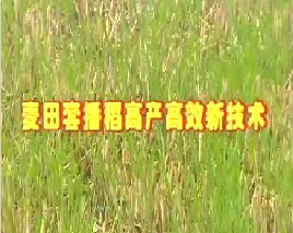 麦田套播稻高产高效新技术