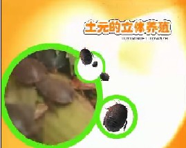 土元的立体养殖