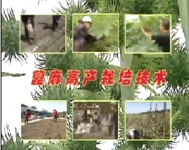 蓖麻高产栽培技术