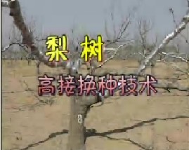 梨树高接换种技术