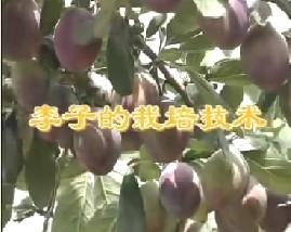 李子的栽培技术