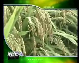 超级杂交水稻的选育与种植技术
