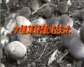 大棚草菇栽培技术（上）