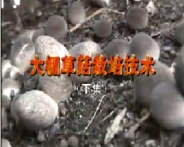 大棚草菇栽培技术（下）