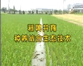 稻鸭共育种养结合生态技术