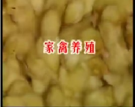 家禽养殖