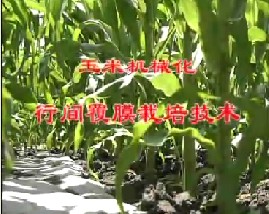 玉米机械化行间覆膜栽培技术