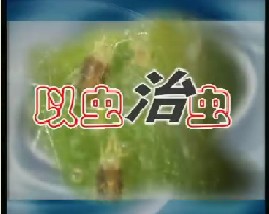 以虫治虫　玉米主要病虫害防治