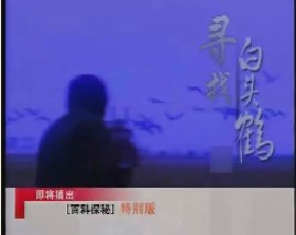 寻找白头鹤 
