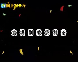 袁洪刚教您种茶