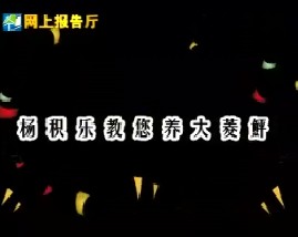 杨积乐教您养大菱鮃