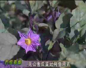利用害虫去除农药残留和无公害瓜菜如何使用农药