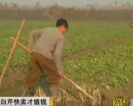 白芹快卖才值钱和不卖桔子专卖皮