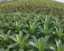 香蕉种到北方来和水稻轻简栽培