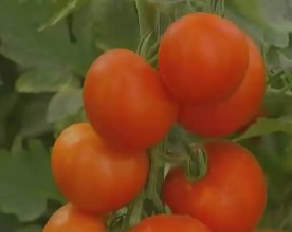 雪灾之后话生产和小猪戴上“身份证”