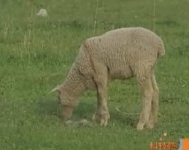 超级美利奴细毛羊和超细毛羊四大养殖难题