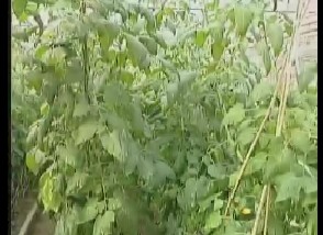 喷农药喷出的烦恼和农药残留检测技术